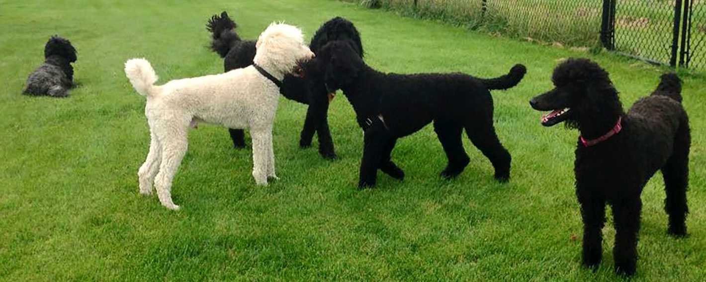 poodles for sale in my area