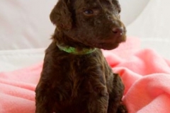 Green collared girl 3 weeks old (1 of 1)