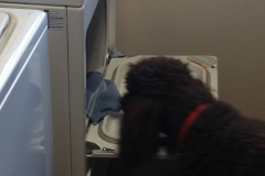 Mocha-helping-with-laundry